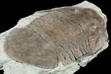 Huge, Isotelus Trilobite - Oldenburg, Indiana #126214-4